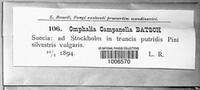 Xeromphalina campanella image